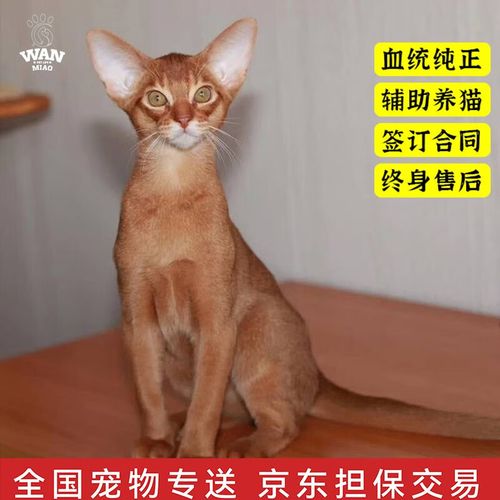 涴喵 阿比西尼亚猫幼猫活体短毛古埃及帝王猫阿比猫签订合同终身服务