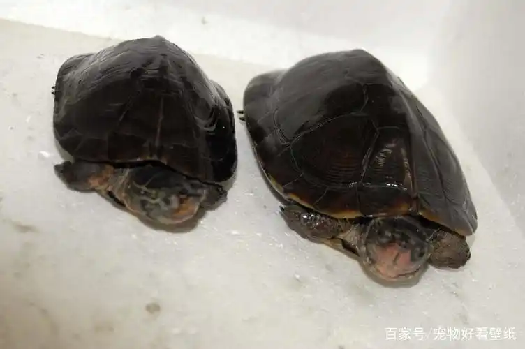 黑颈乌龟好看的壁纸:头部大且宽,吻钝,吻略突出于上喙!