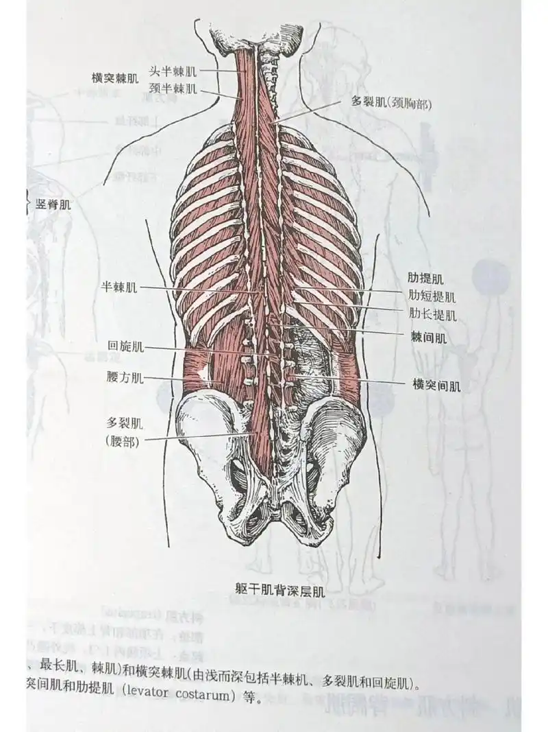 解剖-背部肌肉 深层中层浅层