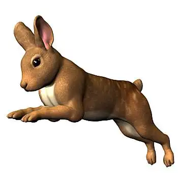 兔子,跳跃,插画