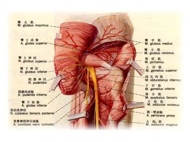 臀部 - 词语释义