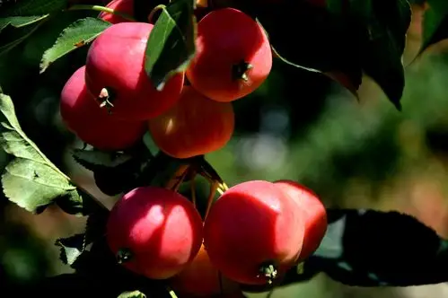 家乡的秋天我喜欢,有收获的季节,有丰收的果实.