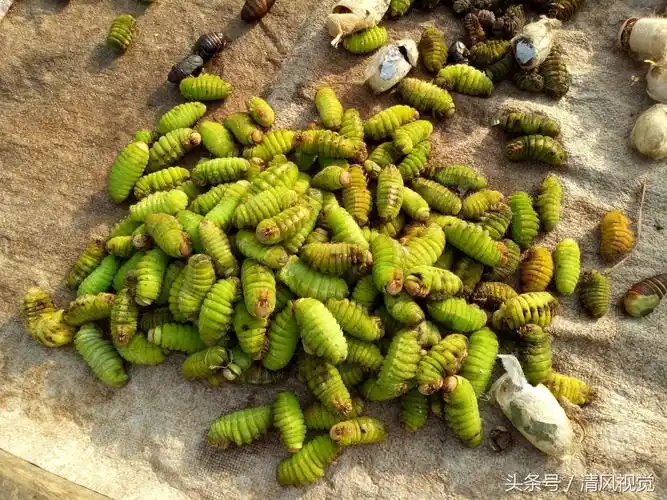 农村大嫂在大集上专卖虫子,20元一斤日卖千余元,您敢不敢吃?