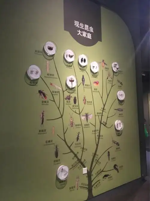 昆虫大家族!