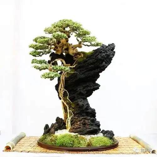 怎么抱石才能抱得好|盆景|植物|山石_网易订阅