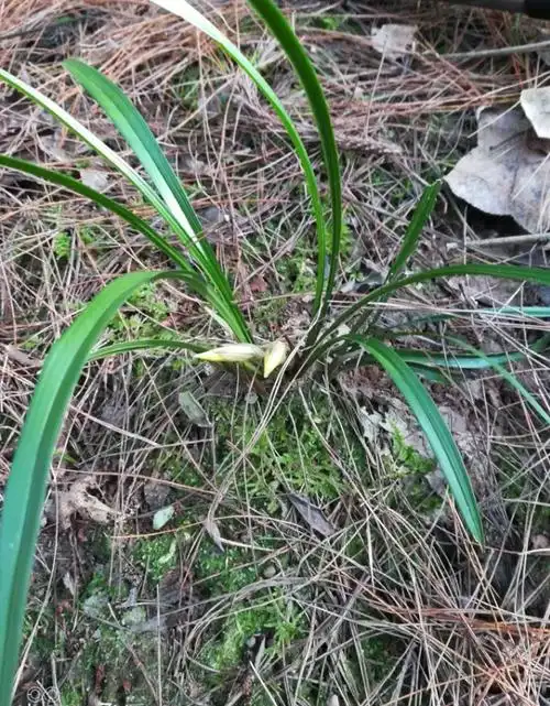 提到兰草,前些年被炒得风风火火,而这几年除了艺草,能开奇花的兰草值