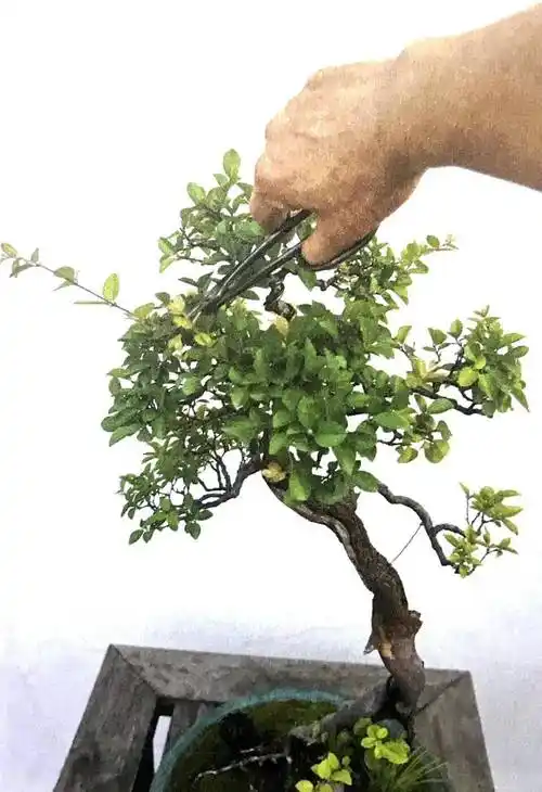 大破盆景修剪技法,一招疏密得当,二招通风透光,三招树形美观!