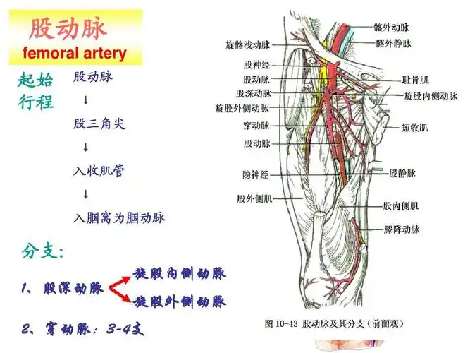 股动脉 femoral artery 起始 行程 股动脉 ↓ 股三角尖 ↓ 入收肌管