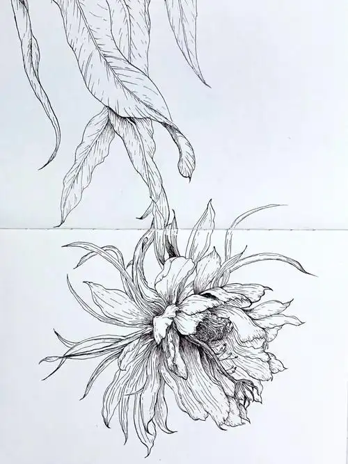 速写花卉速写昙花