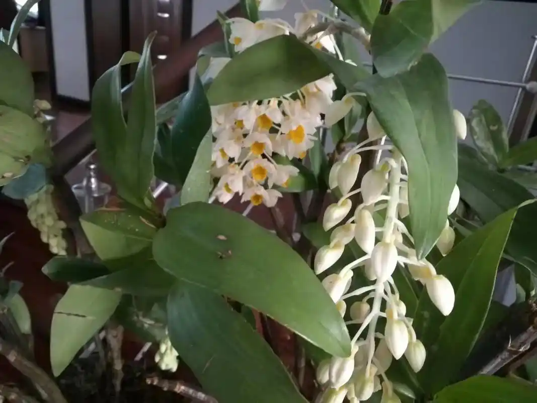 自己种的球花石斛,花开太美啦,望能给你带来好心情.#家庭养植 - 抖音