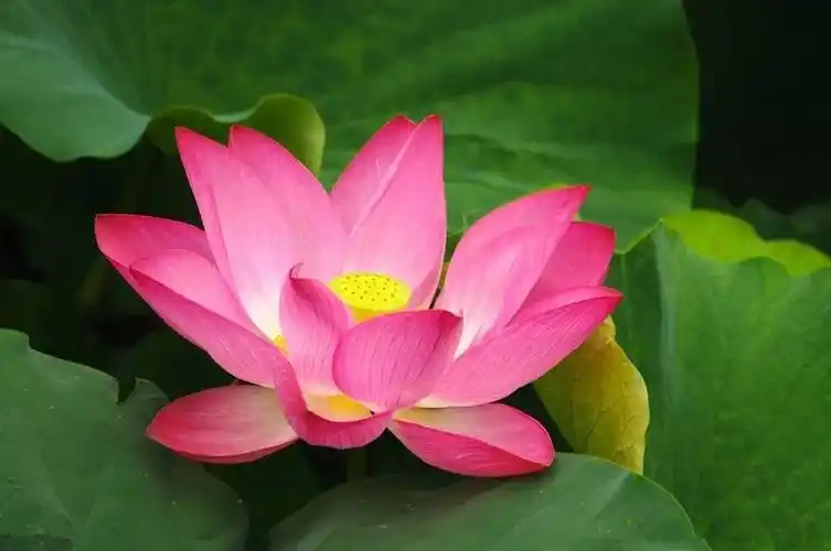 如何正确制作中老年表情包