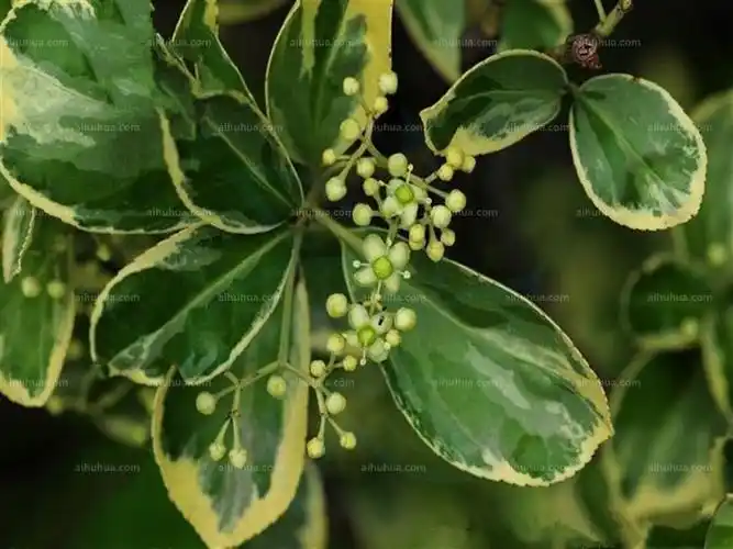 金边黄杨图片_夏季的金边黄杨图片大全 - 花卉网