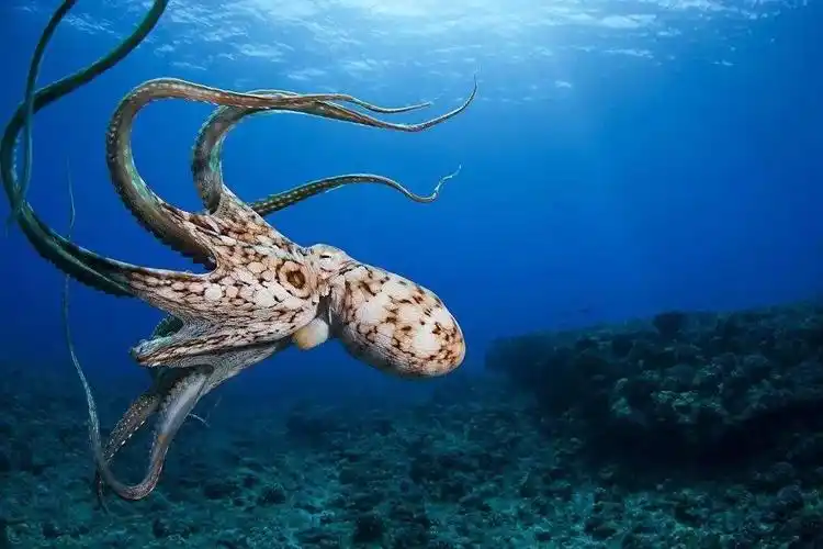 章鱼来了——美工区