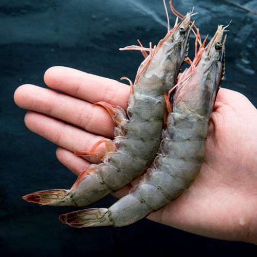 顺丰速运王牌盐冻厄瓜多尔新鲜大白鲜活水产超特特大冻虾