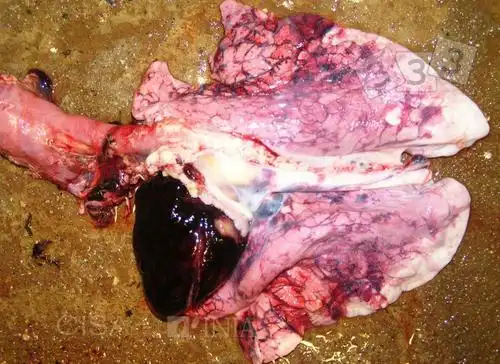 对一头发烧和嗜睡的动物进行尸检时,发现这种病变的可能原因是什么?