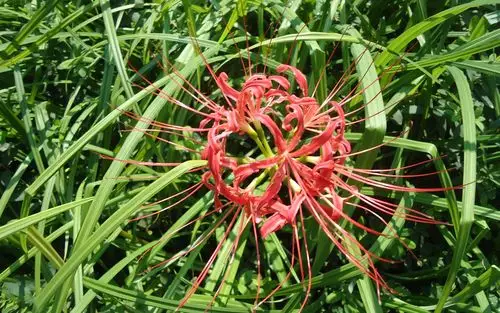红色鲜艳彼岸花图片壁纸 彼岸花,红色花朵,鲜艳花朵,红色鲜花