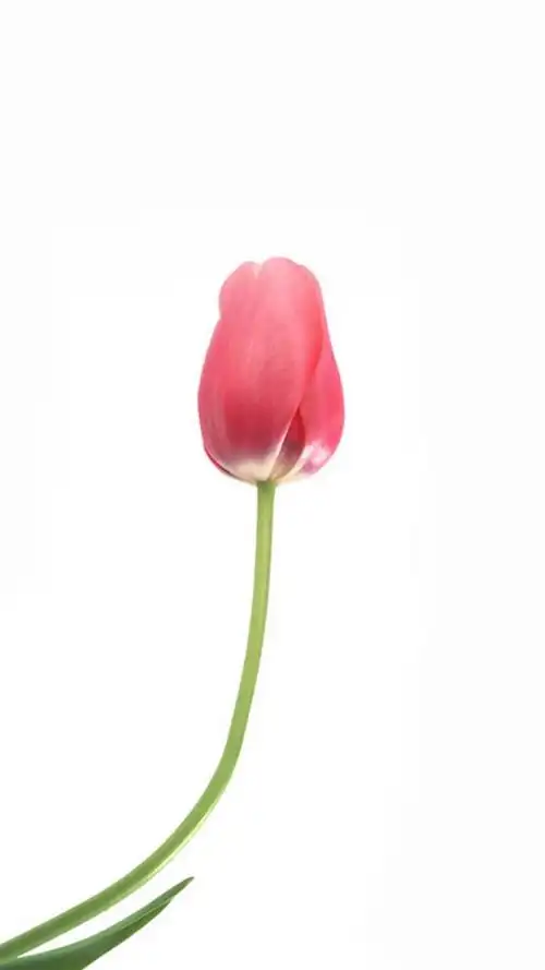 唯美鲜花白色背景