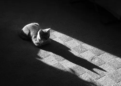 汤姆和托比发现,只要一出现阳光,它们就会看到令它们抓狂的自己的影子