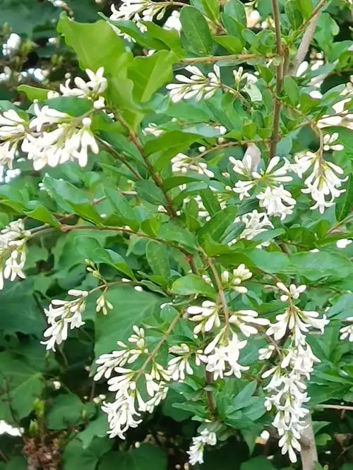 优质绿化带观赏植物水蜡树