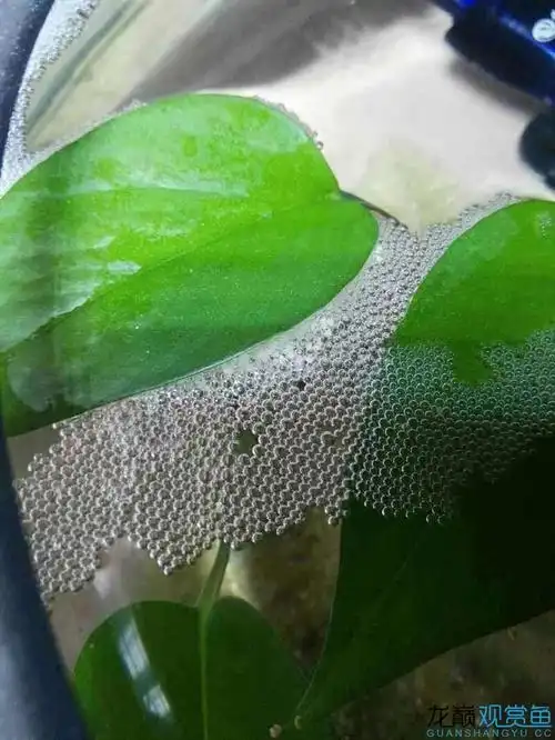 我的泰斗昨天下卵了 - 泰国斗鱼 - 龙巅观赏鱼