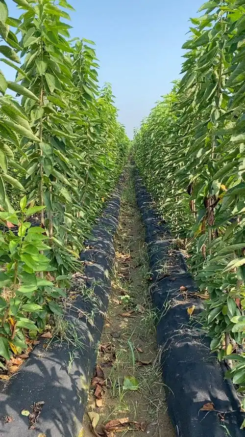 一根棍大樱桃苗基地,品种有美早,布鲁克斯大樱桃,俄罗斯8号,齐早,鲁樱