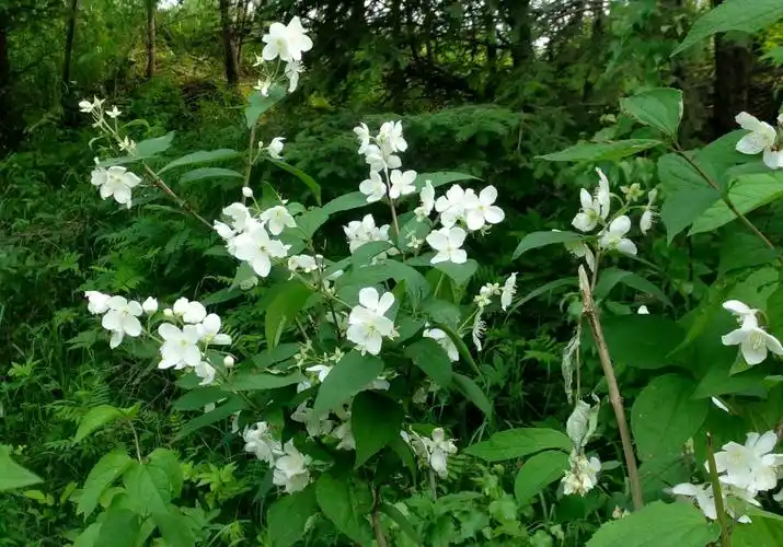 日月峡中草药东北溲疏