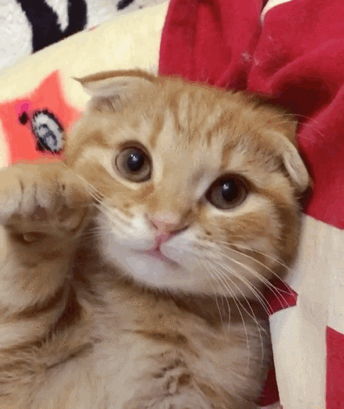 640_760gif 动态图 动图