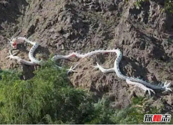 四大真龙现身事件网友拍到真龙照片在云层翻滚