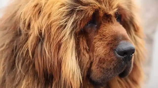 顶级藏獒赤古藏獒王,号称秒杀狮子老虎,就问你服不服?