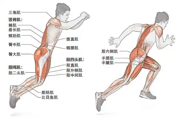 快速伸缩复合训练,跳跃与冲刺跑组合训练,提升肌肉爆发力