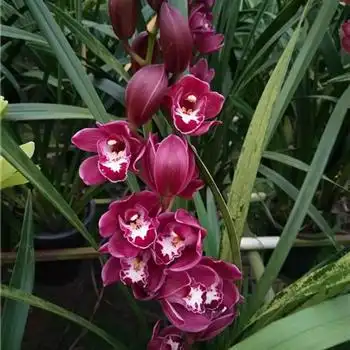 送礼佳品(黑珍珠)3杆花,2018905# - 中国兰花交易网