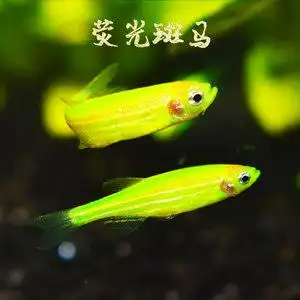 斑马鱼活体七彩价格