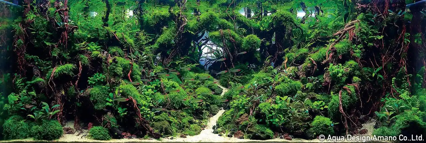 【转载】2018年ada世界水草造景大赛前9名-图9