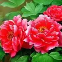 两朵牡丹花的微信头像