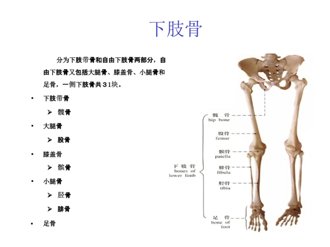 《运动解剖学下肢骨(运训).ppt