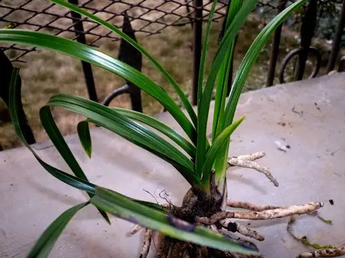 蝴蝶园春拍系列--蕙兰联苗扭叶水晶头