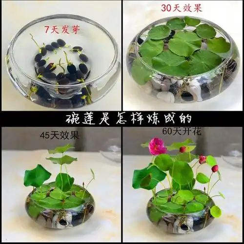 碗莲水生四季室内花睡莲水培绿植物花卉阳台观花水养莲花盆栽藕苗