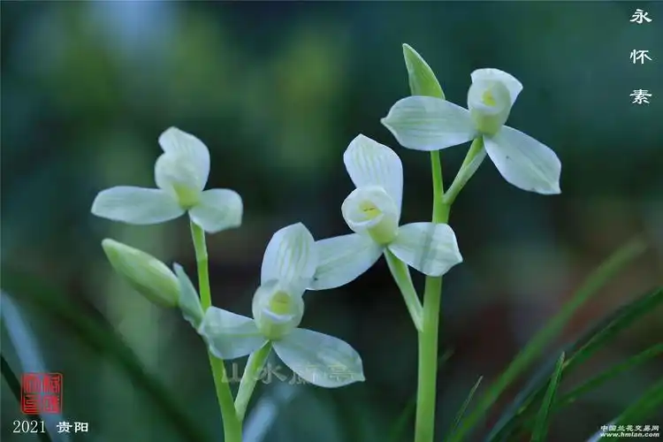 永怀素-莲瓣篇-中国兰花交易网社区