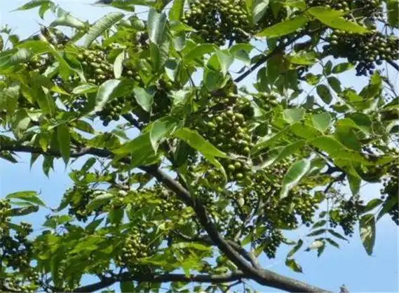 黄柏木的树皮为什么是软的(黄柏木的树皮为什么是软的还是硬的)