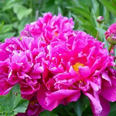 牡丹花头像娇艳迷人的牡丹花图片