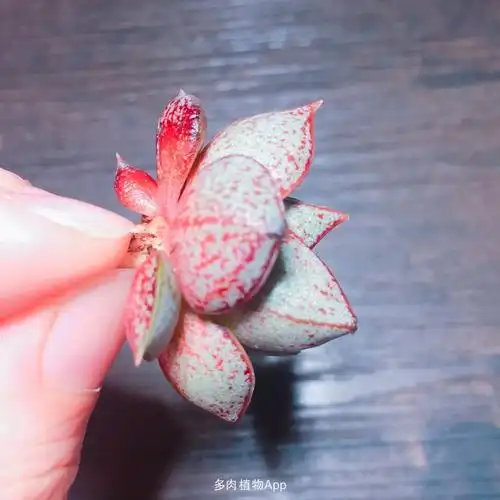 凑邮费买的大和锦,应该叫酒神,特别好看