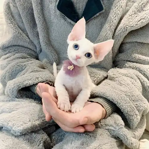 纯种德文卷毛猫幼猫活体蓝眼不掉毛小奶猫帝王猫家养纯白猫宠物猫