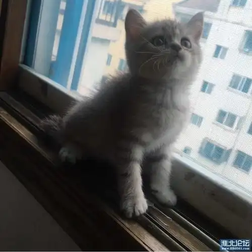 银渐层鱼骨纹宝宝 899一只随便挑 不分公母