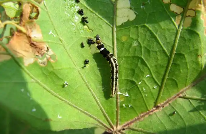 甘薯麦蛾 - 疆域网狼的日志 - 网易博客