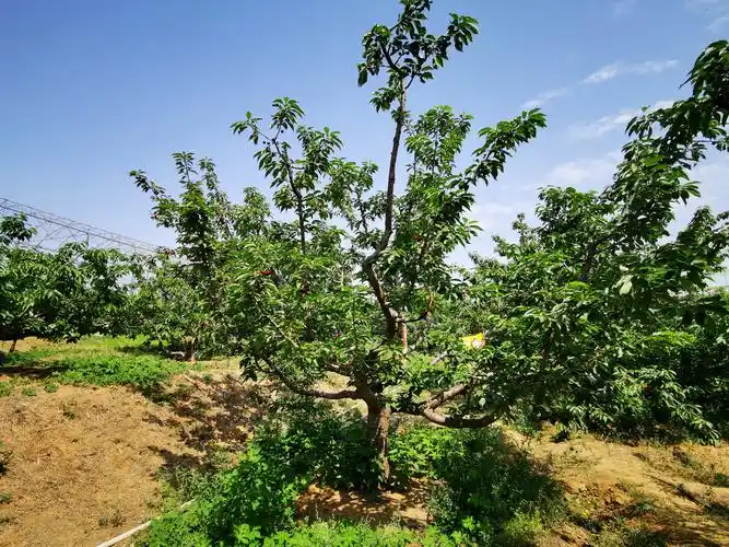 来采摘吧,这里的樱桃树全长在丘陵