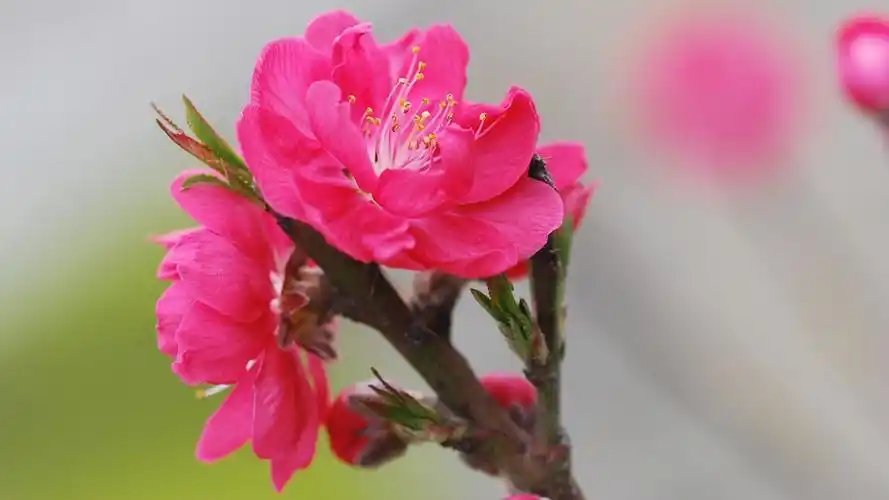 桃花图片大全大图1114