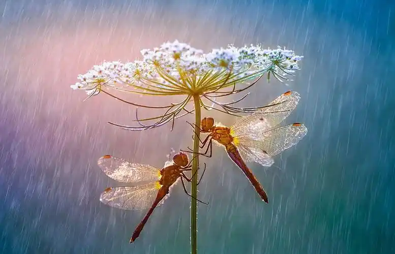 震撼美景2017年锡耶纳国际摄影奖优秀作品一览