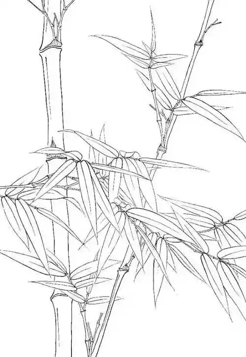 精彩白描竹子欣赏二   学习的最佳范本