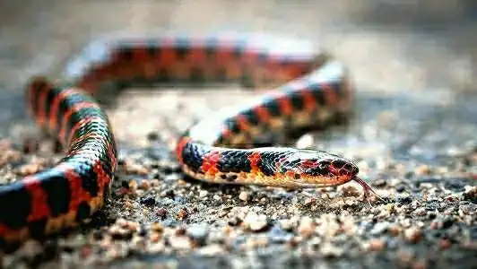 它身上分布着60条以上的红色窄横纹,红黑相间,颜色十分艳丽,一般体长1