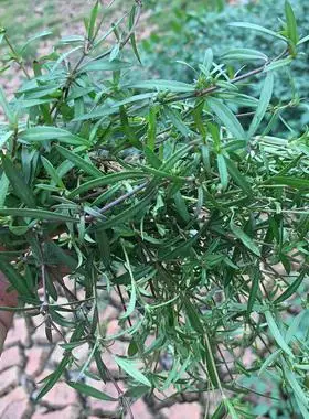 现采新鲜白花蛇舌草鲜品全草蛇利草